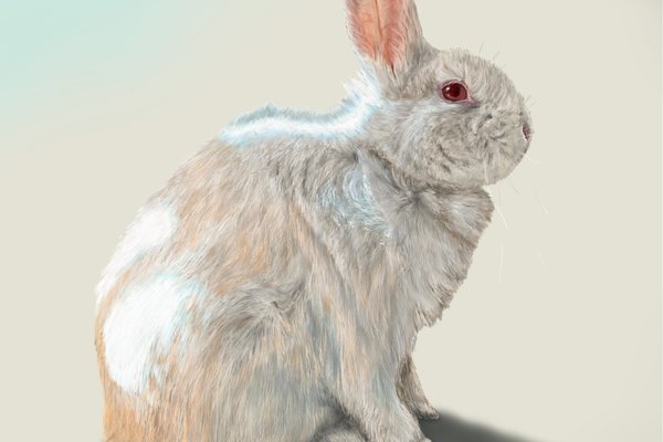 リアル系イラスト 絵本 Angelrabbits Note リアル系イラスト 絵本 Angelrabbits Note