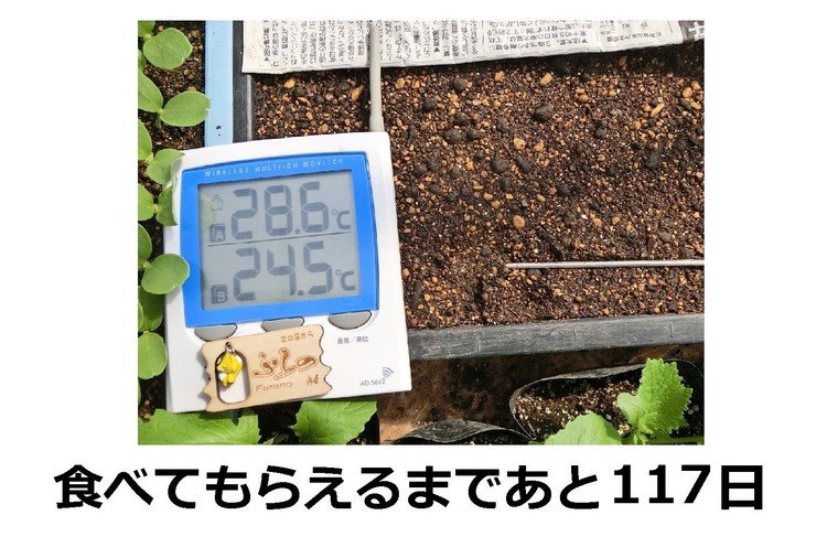 育苗箱は電熱線の上に置かれ土の温度が３０度前後になるように設定しています。温度と湿度の条件が揃うと種は発芽を始めてゆきます。※農園へのコンタクトはこちら http://furano-kanofarm.com/