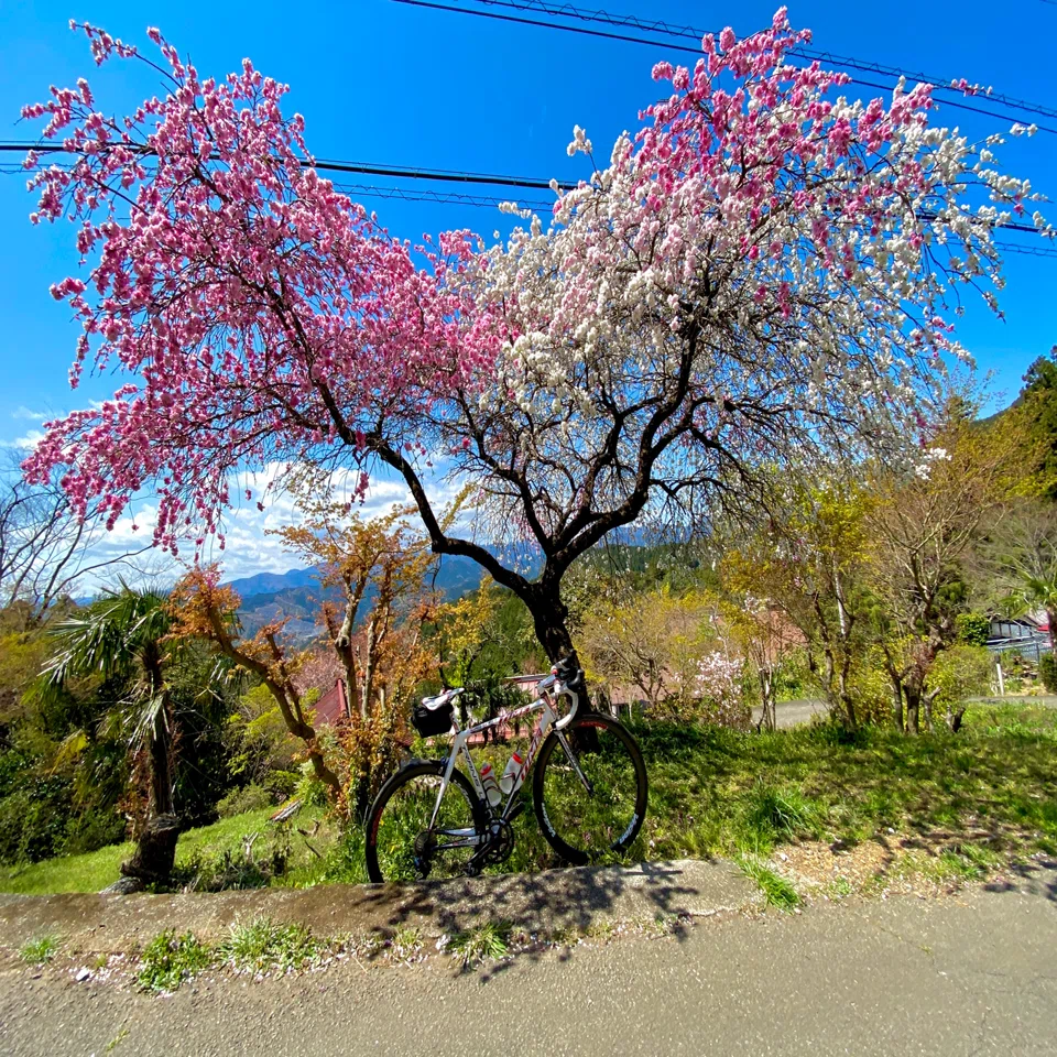 八徳の一本桜🌸｜西川正治