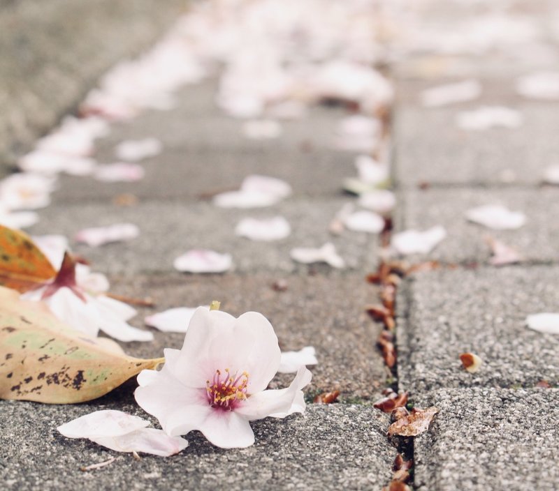 忘れない 春 忘れられない 春 桜 書家 ほの花 Note 忘れない 春 忘れられない 春 桜 書家 ほの花 Note