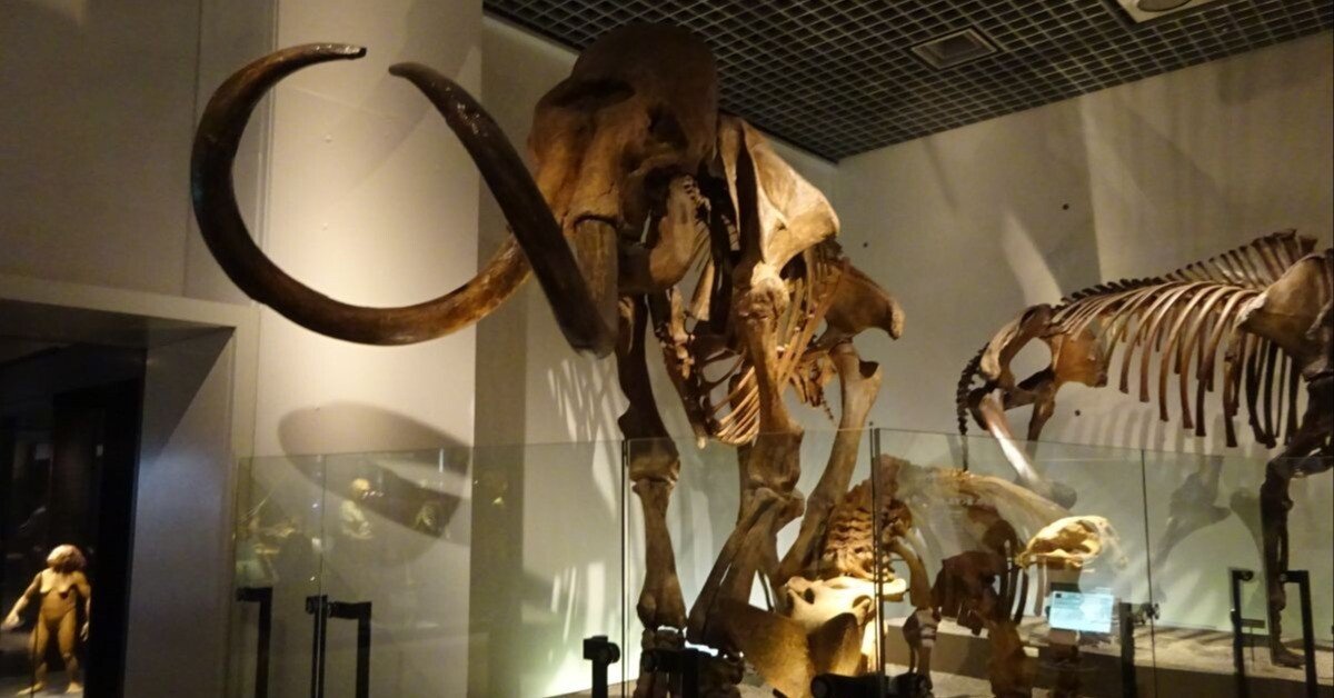 化石を文化的視点から見る ～マンモス編｜睦夢夕