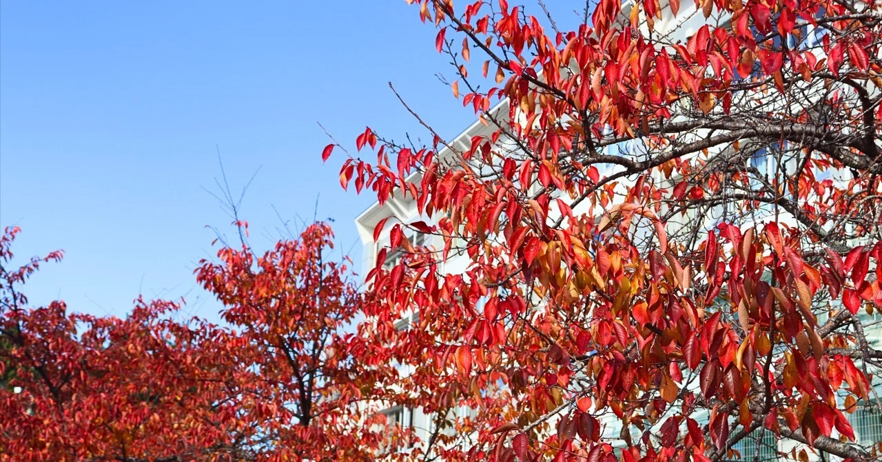 早咲の 得手を桜の 紅葉かな｜岩手県立高田高等学校