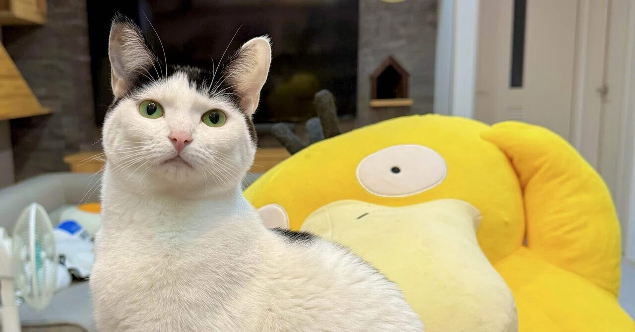 先輩ねこが繋いだ愛｜なみそ