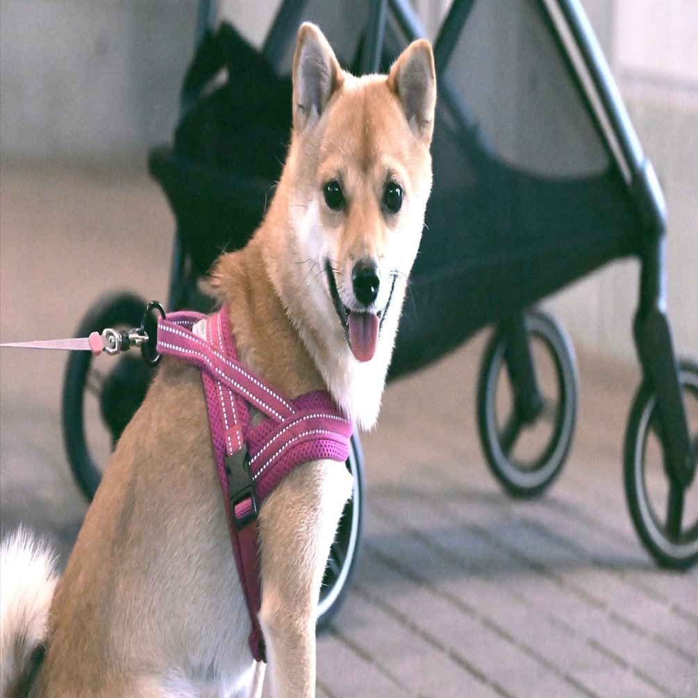 立冬・小雪 2025】 豆柴「ふくちゃん」 -kinone tips｜タネニハの森