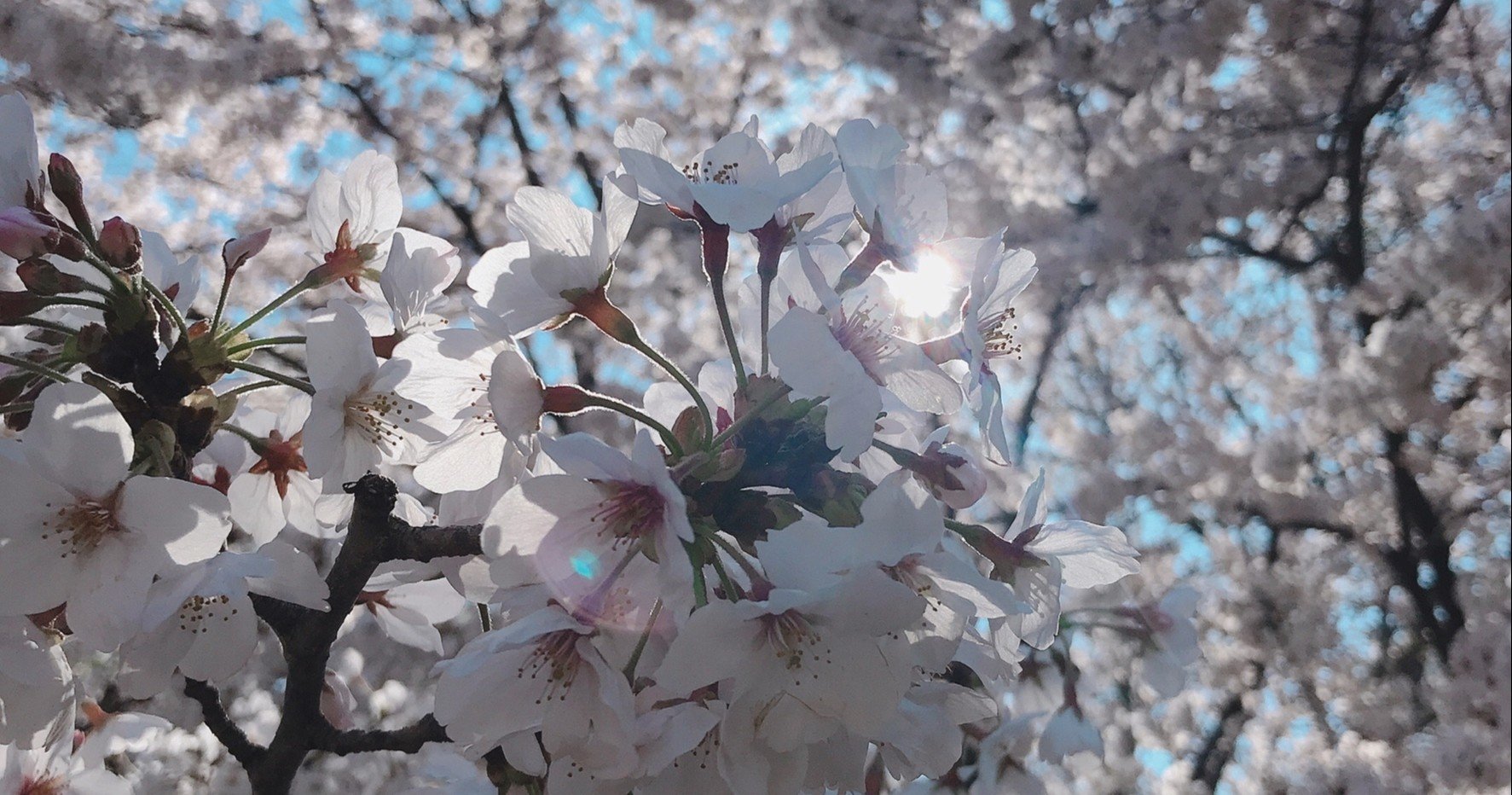 The Yellow Monkeyという花 春 Note The Yellow Monkeyという花 春 Note