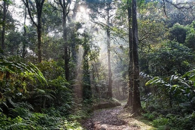 世界三大熱帯雨林｜世界旅行