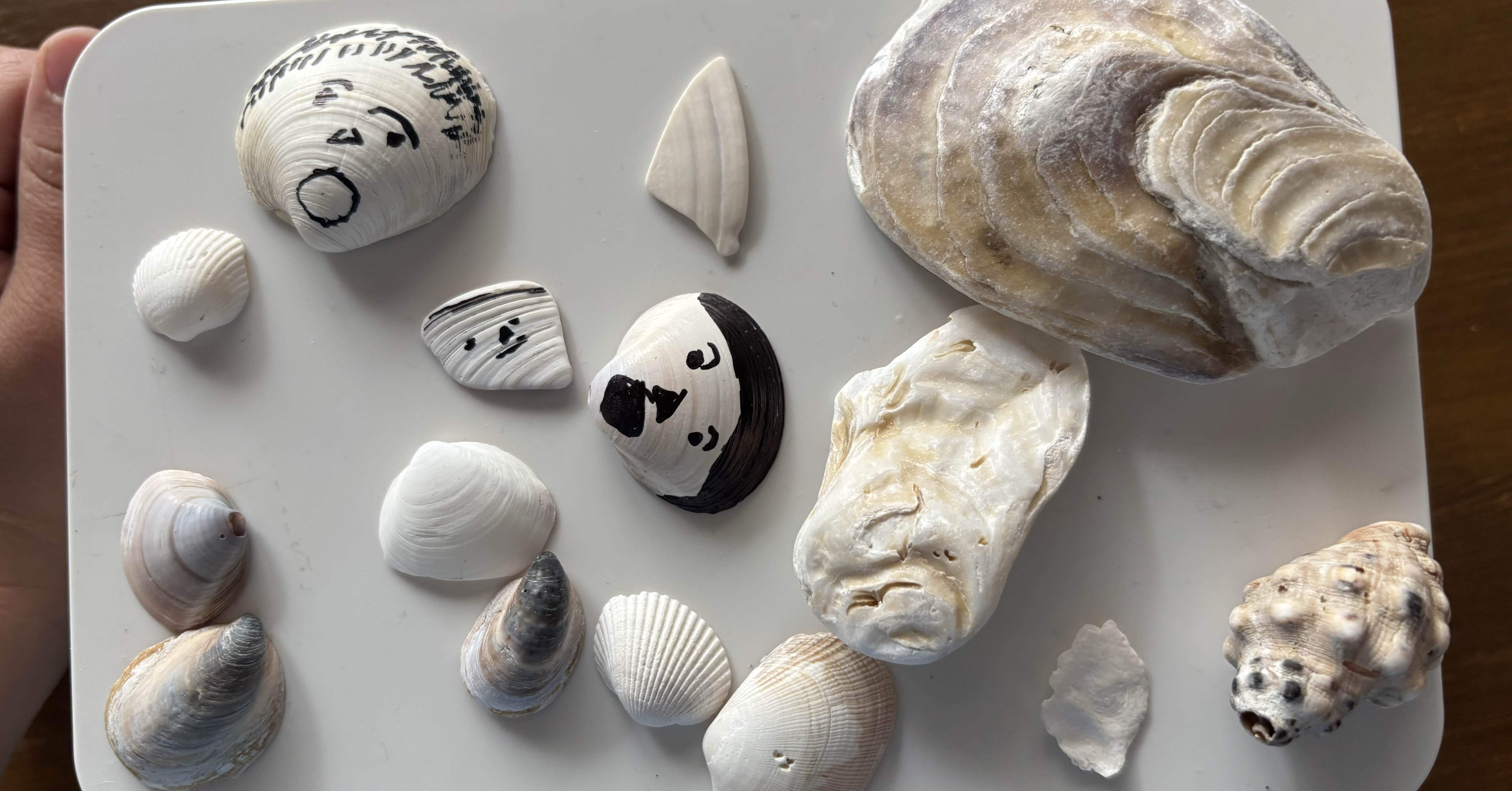 博物館級・来歴明確】貝殻標本コレクション 6点／学名・採集地・採集年