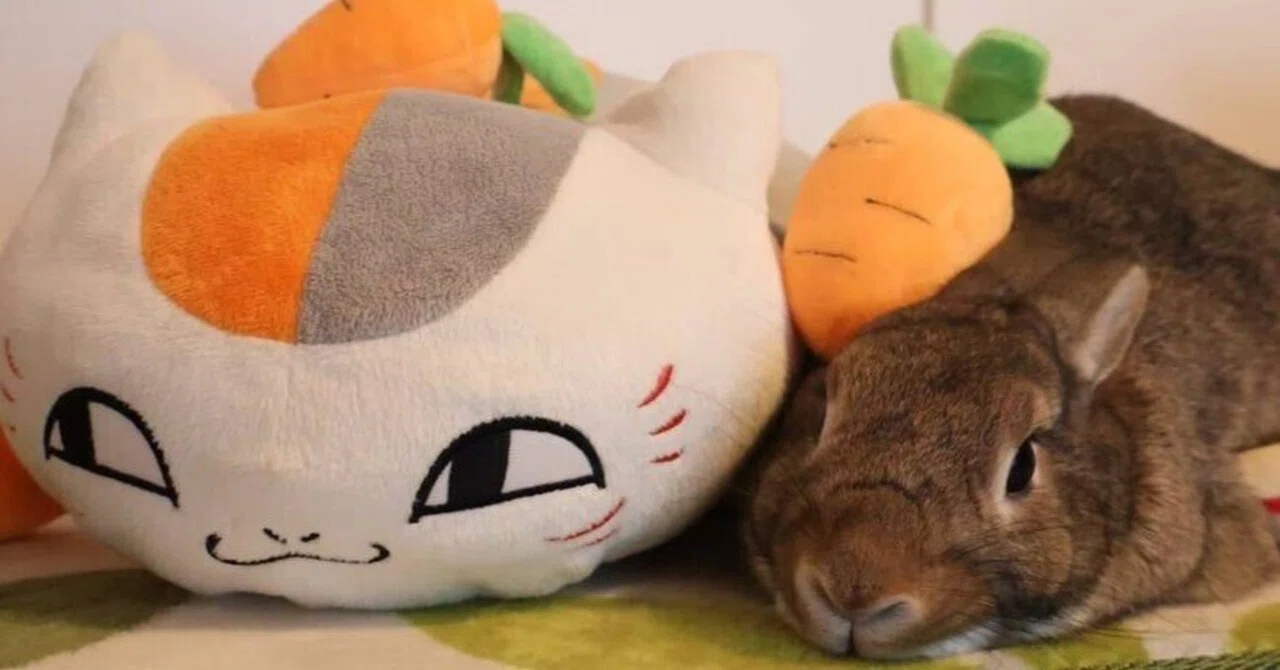 🐇うさぎイベント情報2026 ※5/18更新｜mike