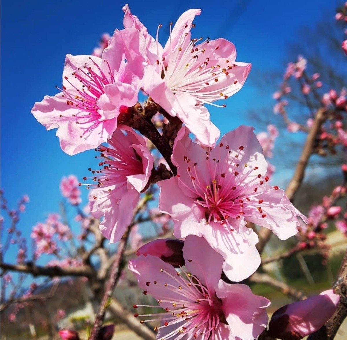 ちょっと珍しい桜 茂兄 Riderz5150 Note