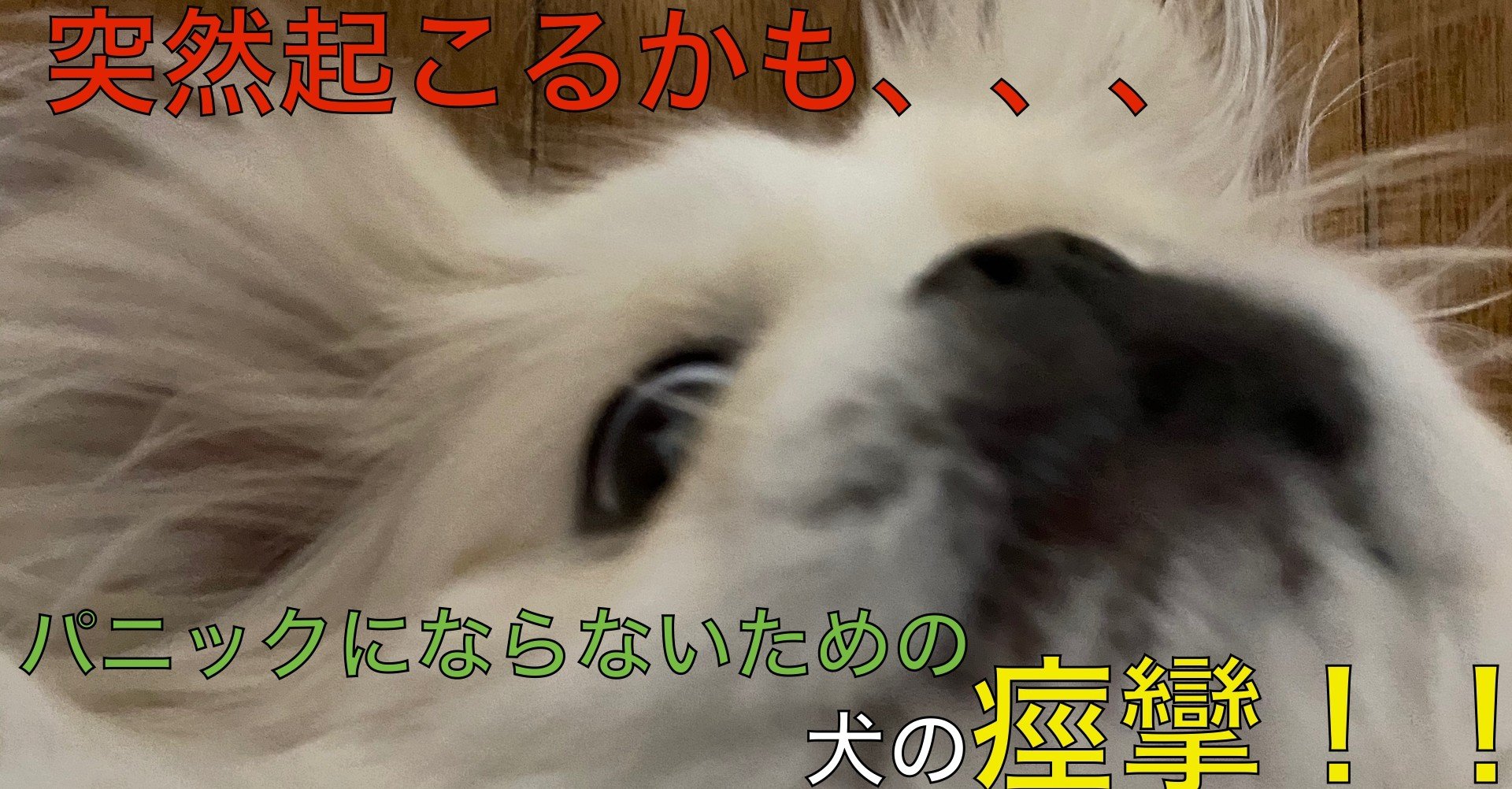 実録動画付き 知らないと大混乱 犬の痙攣発作の対処法 ドッグライフサポーター 獅子パパ Note 実録動画付き 知らないと大混乱 犬の痙攣発作の対処法 ドッグライフサポーター 獅子パパ Note
