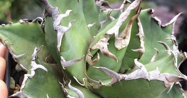 【稀少】2 オアハカオテロイ コンパクタ 強棘肉厚短葉タイプ アガベ チタノタ 稀少】2 オアハカオテロイ コンパクタ 強棘肉厚短葉タイプ アガベ