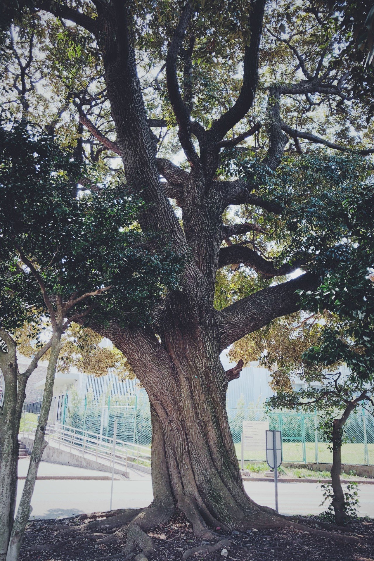 公園の大きな樹木 1099 稲垣純也 Note 公園の大きな樹木 1099 稲垣純也 Note