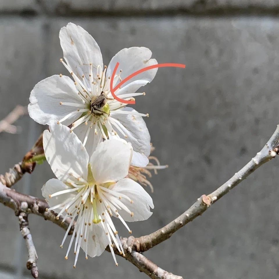 春の庭で過ごす｜平屋私庭日記＃40｜ライツ社