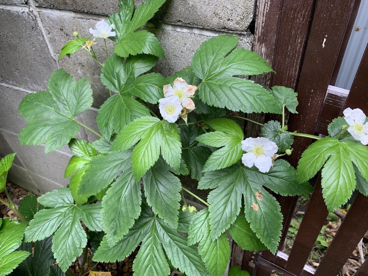 春の庭で過ごす 平屋私庭日記 40 ライツ社 春の庭で過ごす 平屋私庭日記 40 ライツ社