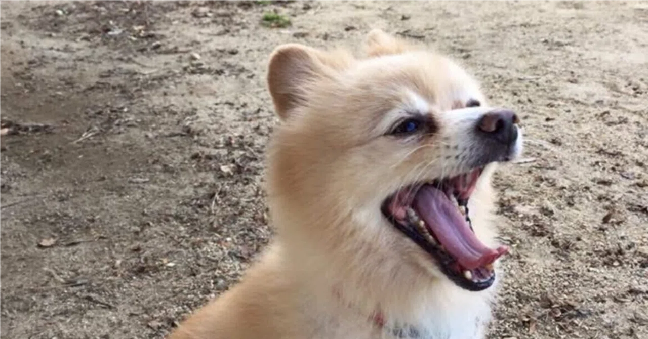 実践！犬のしつけ4つの鉄則｜カーミングシグナルを見逃すな｜犬からの伝言