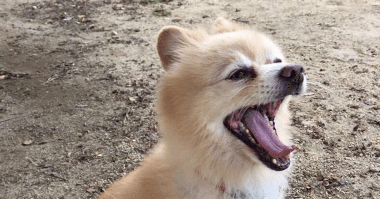 実践！犬のしつけ4つの鉄則｜カーミングシグナルを見逃すな｜犬からの伝言