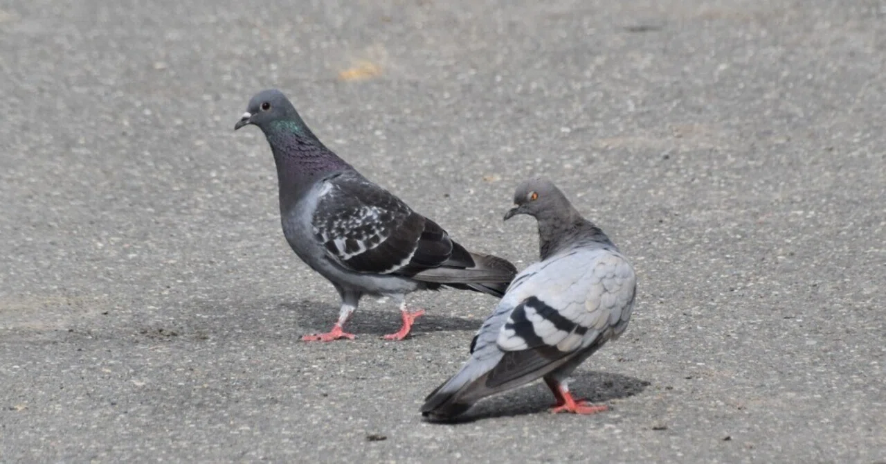 The Exquisite Balance of Violence and Romance (1): 'Twittering Birds ...