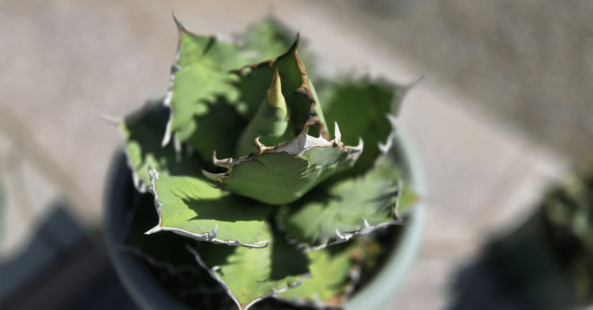 2025年最新版】アガベ・チタノタとオテロイの違いを徹底解説！見分け方