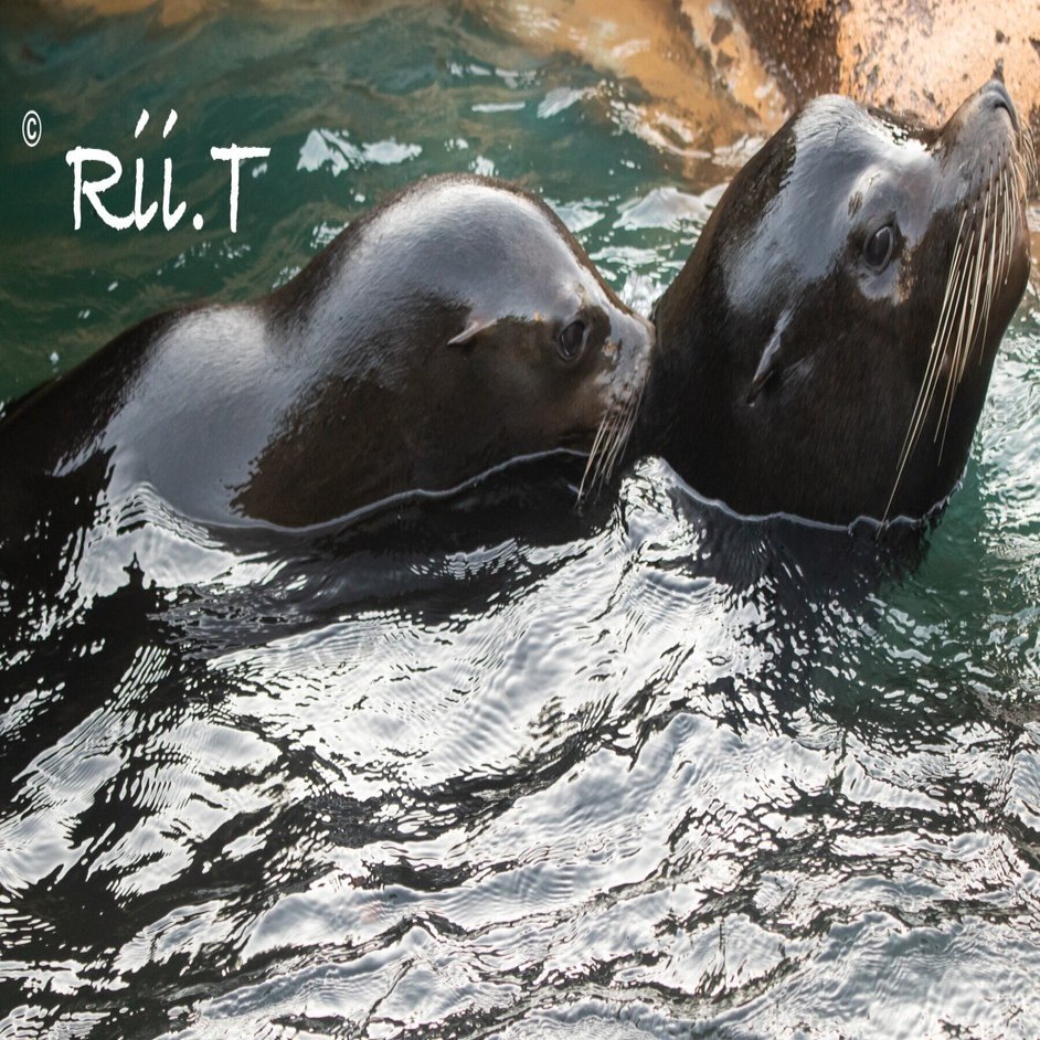 アシカ家族の日常✳︎