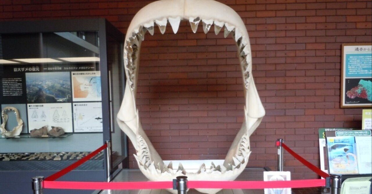 化石を文化的視点から見る ～メガロドン編＆サメ全体についても