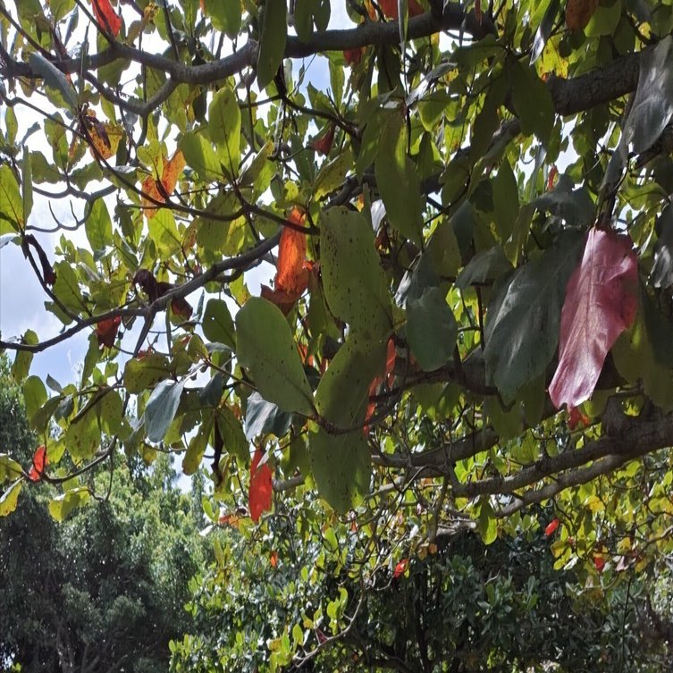 モモタマナ(マジックリーフ)の種｜沖縄ゆんたくひんたく(南国太郎)