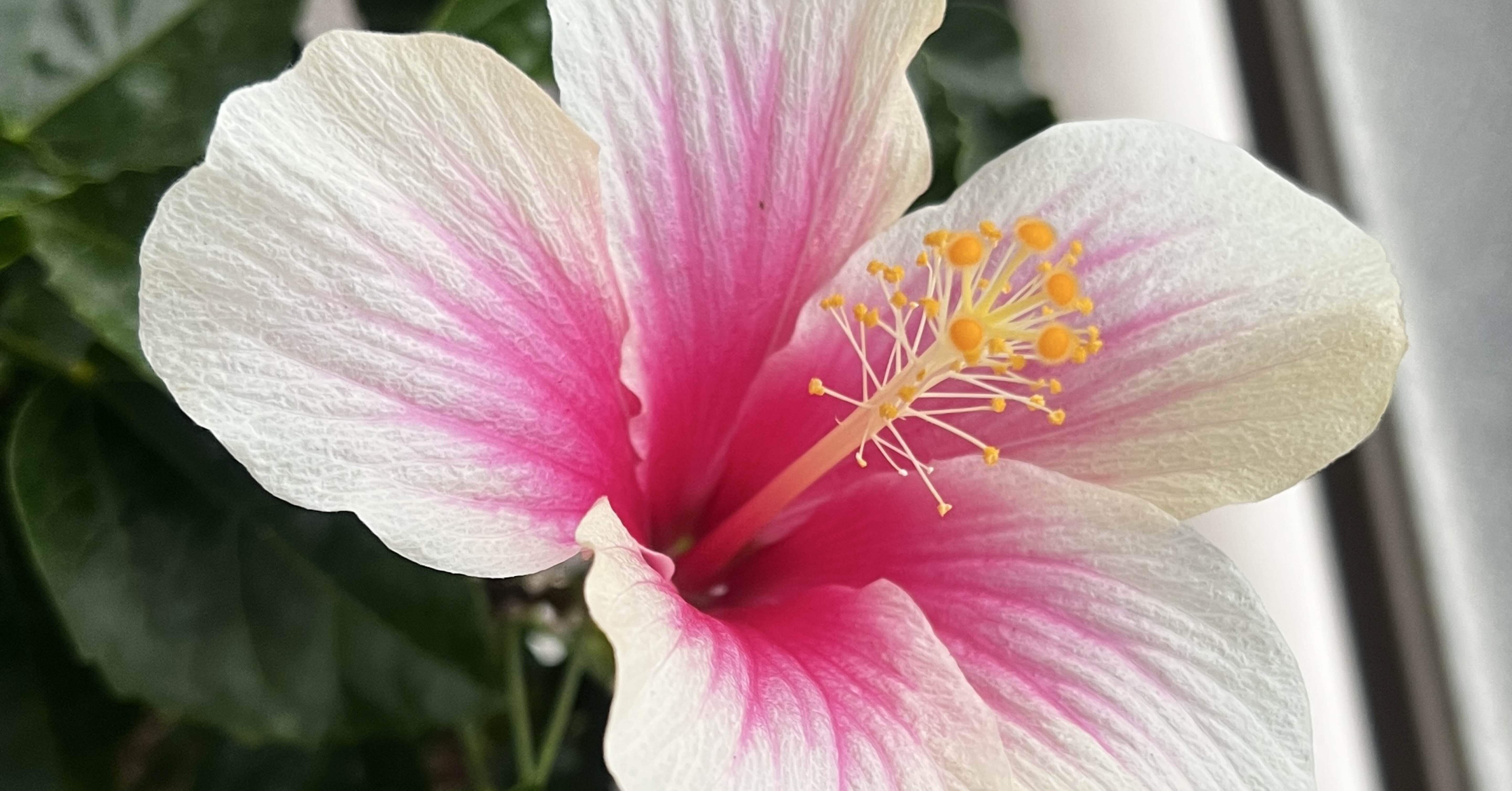 咲くことを諦めなかったハイビスカス｜kouran