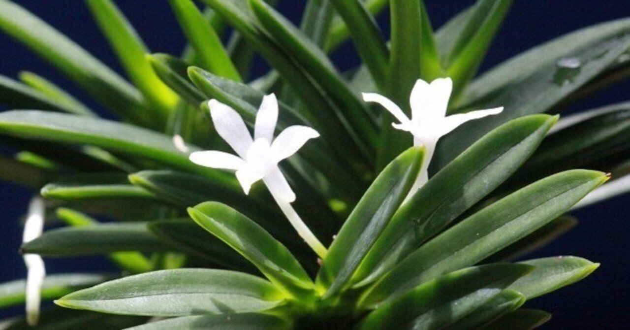 富貴蘭　万華鏡　1条 花は、終わってます 富貴蘭「雪舟」の花｜KJ Morison