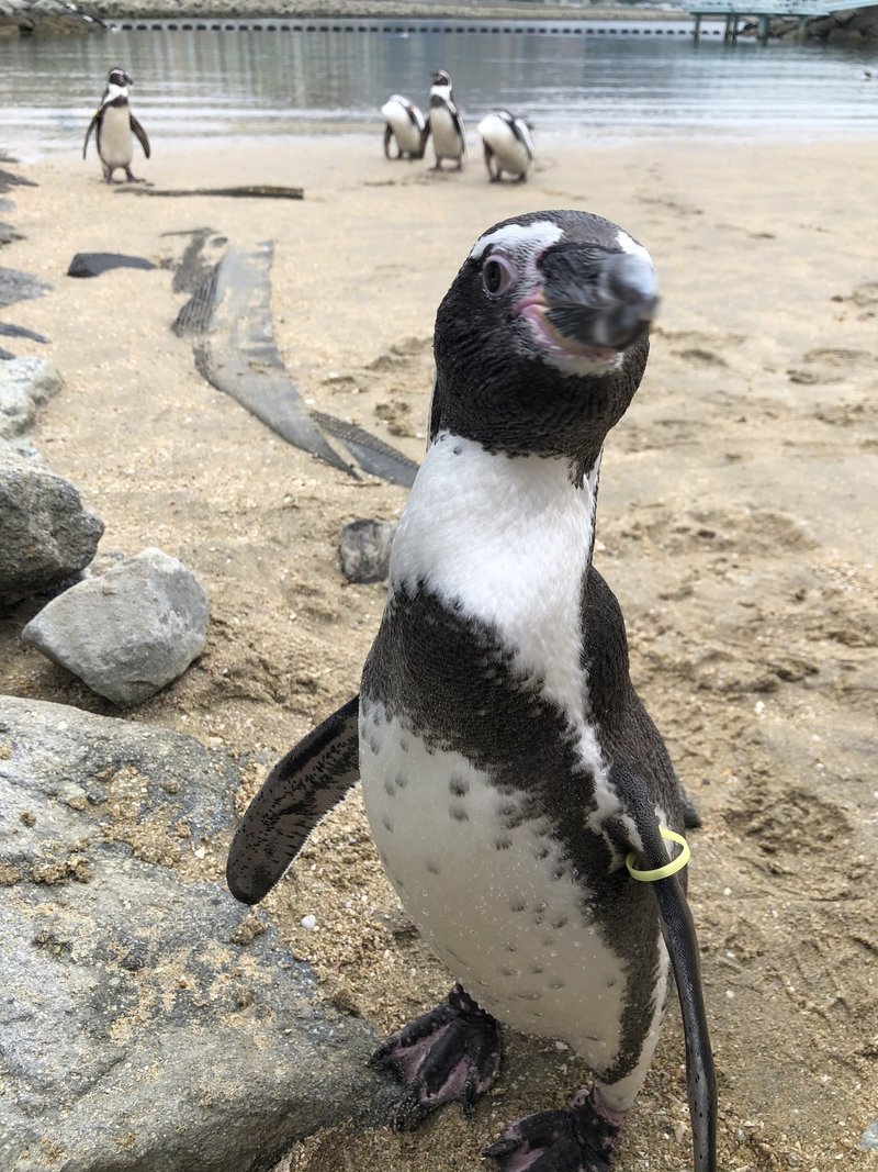 I Will Take You To The Fukuoka Zoo Movie Youtube動画を使った私的ガイド ボルネオオランウータンとシロテテナガザル編 コモリシゲヒロ Note