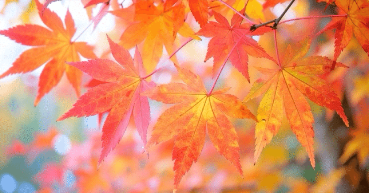 名進研 第2回東海＆南女プレ 算数｜うえたけ