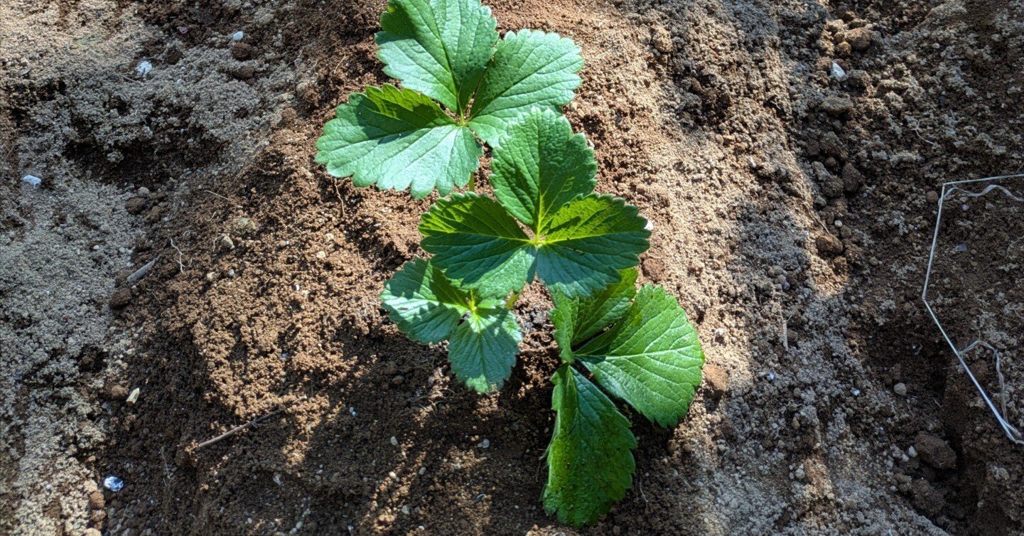 いちご 玉ねぎの苗 玉ねぎ苗とイチゴ苗の植え付け完了。年内の家庭菜園も一通り終了です