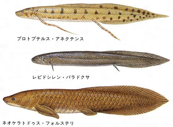 10⁄7 入荷魚紹介 静岡市の熱帯魚専門店（大型魚・古代魚・珍魚 25年間 