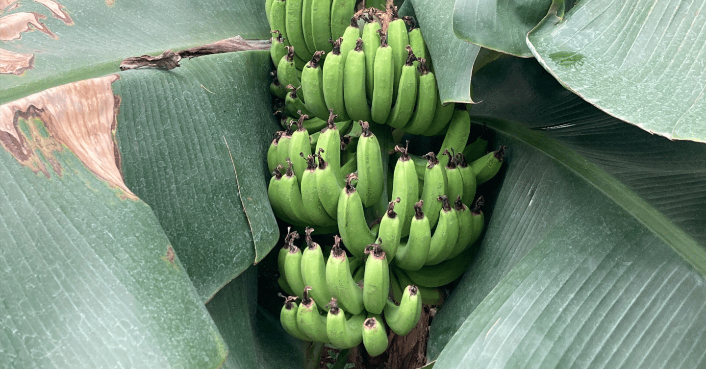 ベトナムのバナナ分類に関するまとめ｜リース