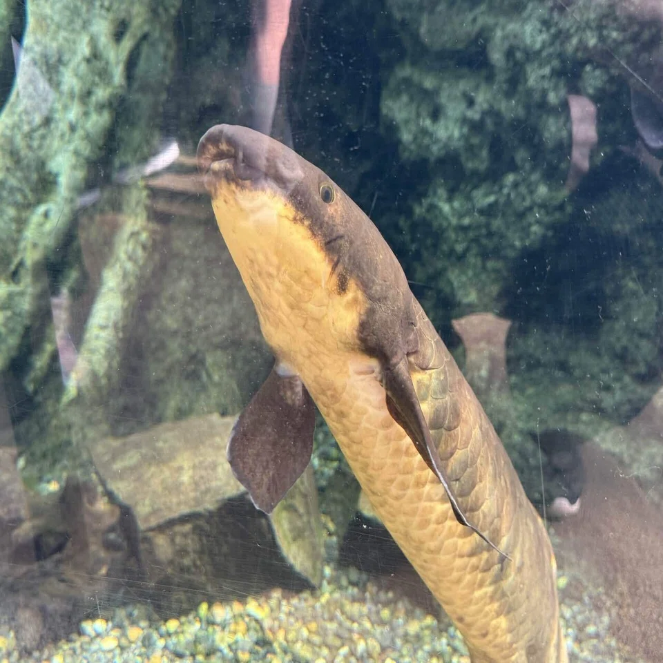 25年間 恋焦がれた『オーストラリア肺魚』に出会ってきた。｜虫圭( ๑ 