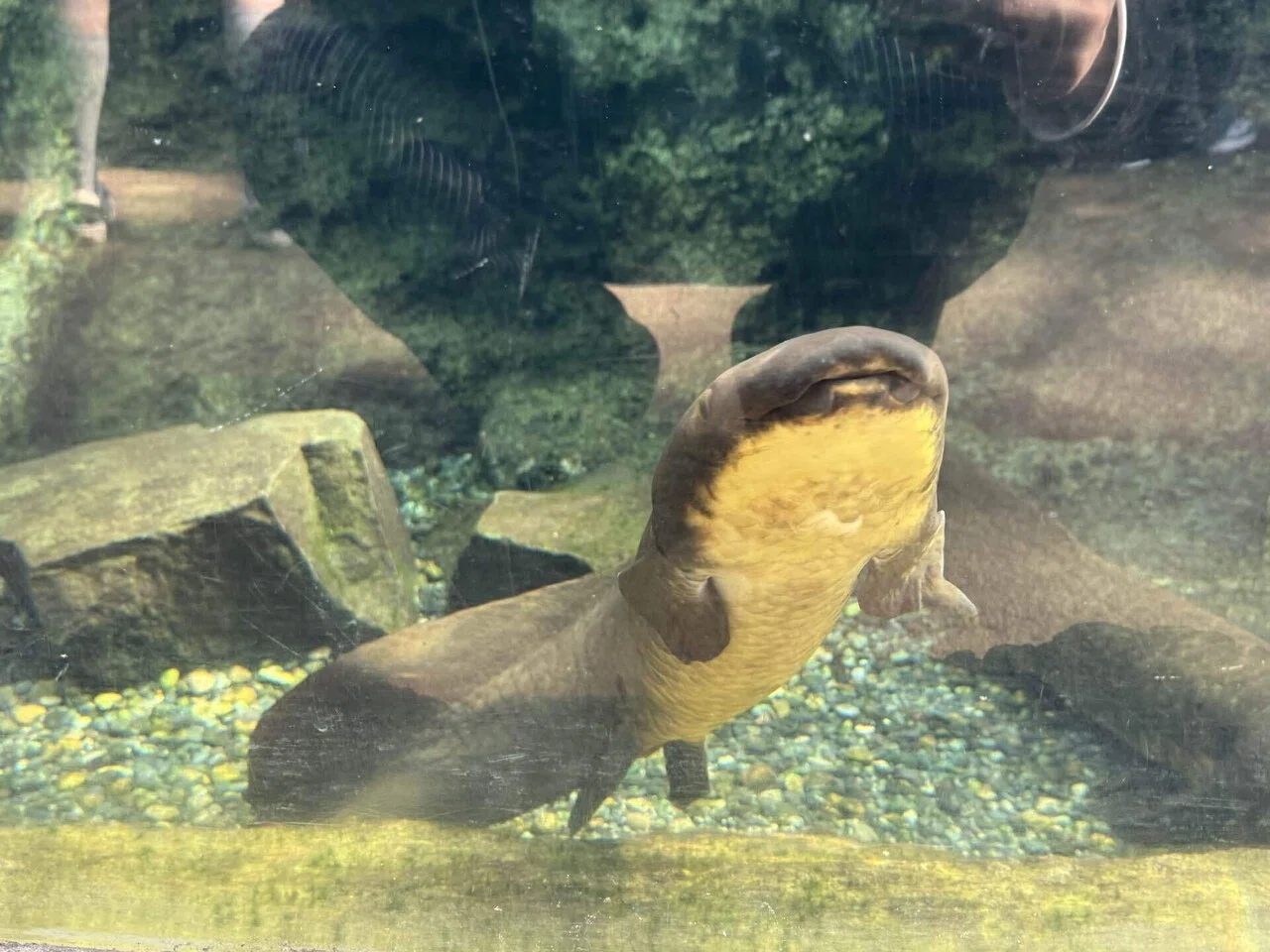 10⁄7 入荷魚紹介 静岡市の熱帯魚専門店（大型魚・古代魚・珍魚 25年間 