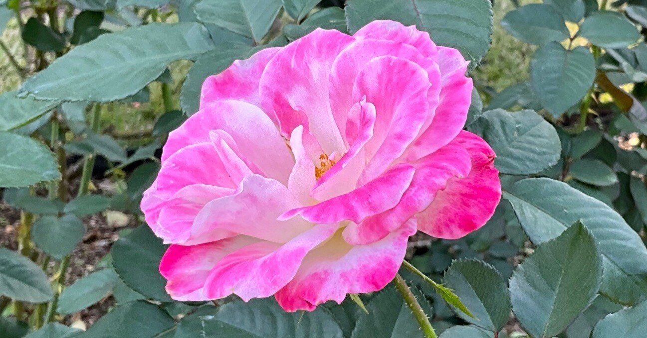 11月8日のデスティニィなど（京都府立植物園ばら園）：2025年11月8日