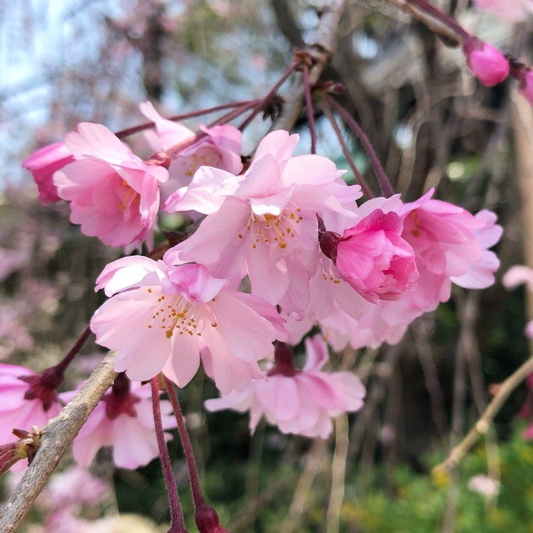きれいなピンク🌸　桜の季節はもう終わりだけど残しておきたい心写真を。今年はほとんど見ることができなかったので。