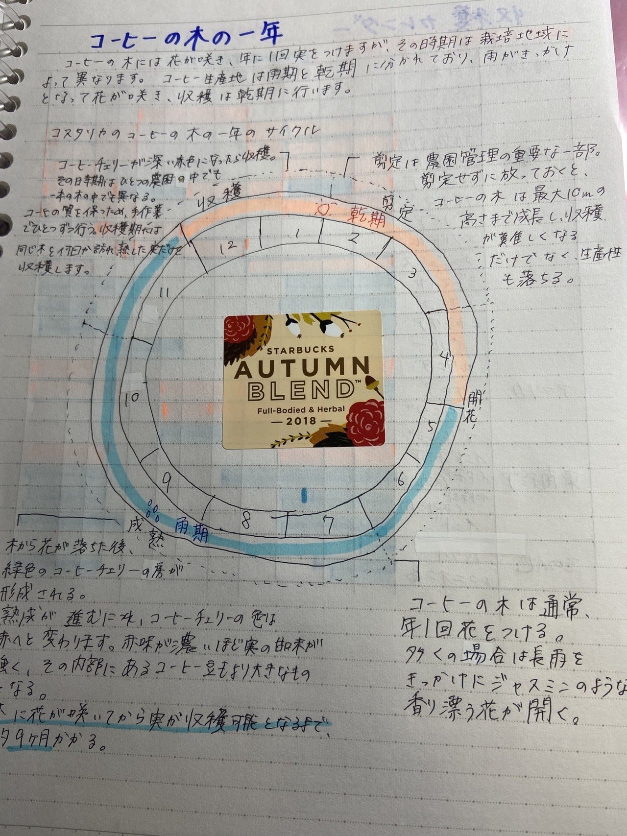 コーヒーまとめ コーヒーの木の1年 まなみん Note