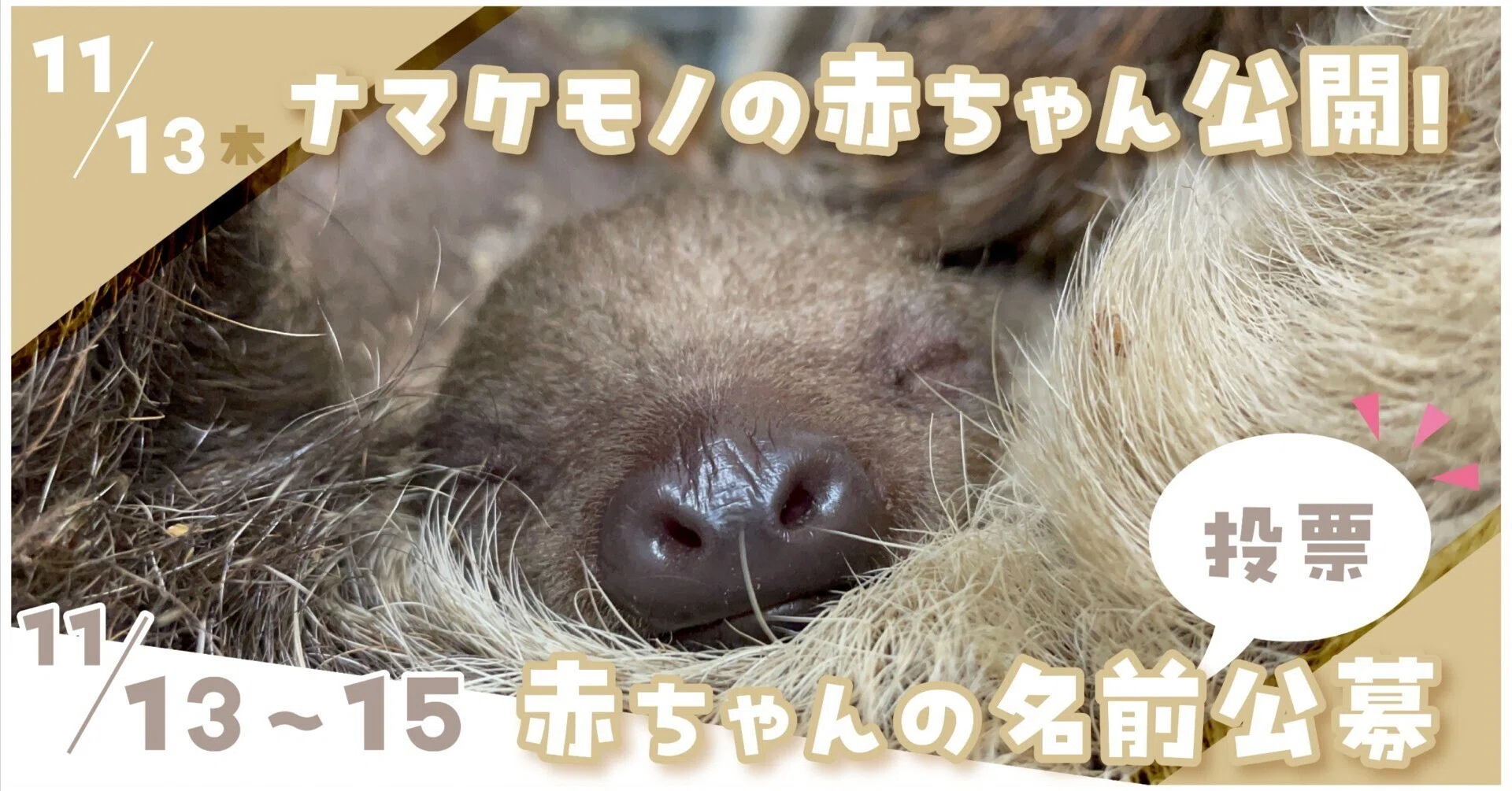 毒りんご　札付きポットごとメルカリ便くまのすけさん苗 毒りんご 札付きポットごとメルカリ便くまのすけさん苗 毒りんご 札