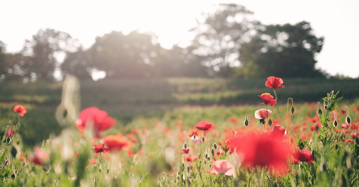 rectangle_large_type_2_bf1cce4e30bce666105beabbdce69a61.png?width=1200