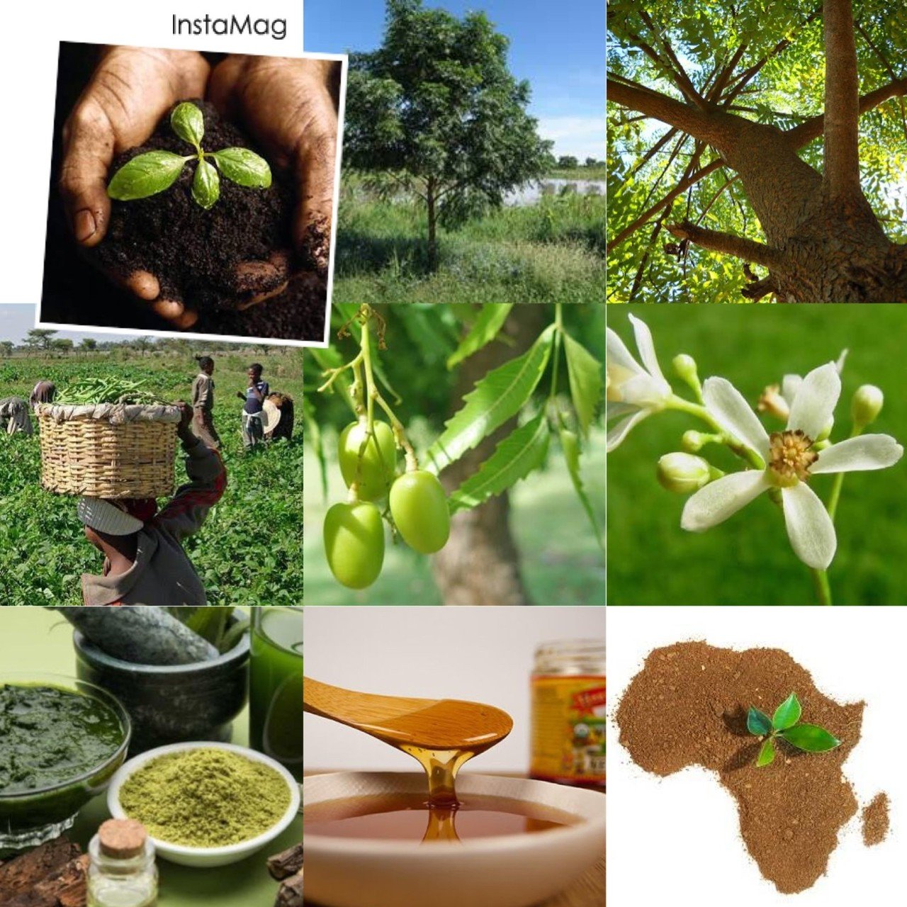 Sdgs 地球規模課題を解決できるニームの樹 上野 由季代 Note Sdgs 地球規模課題を解決できるニームの樹 上野 由季代 Note