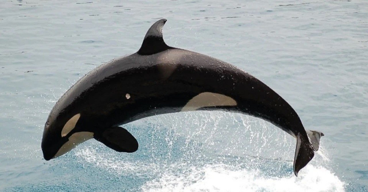 シャチ 優しい殺し屋 皆月 拾玖 Note シャチ 優しい殺し屋 皆月 拾玖 Note