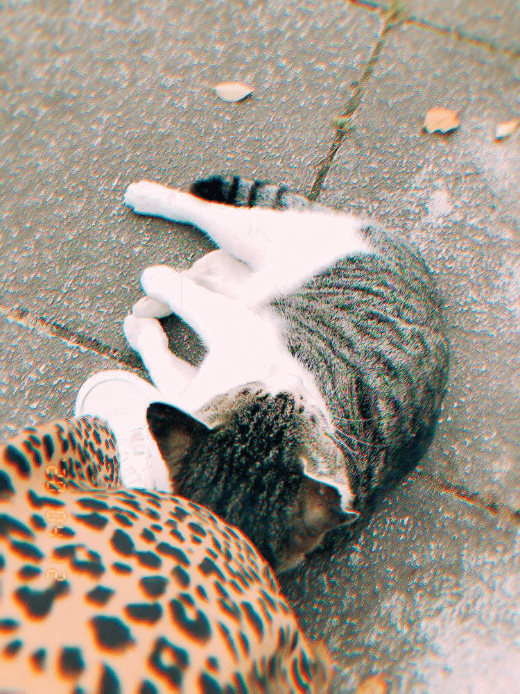 ジャスミンと猫と血 黄ウニ Note