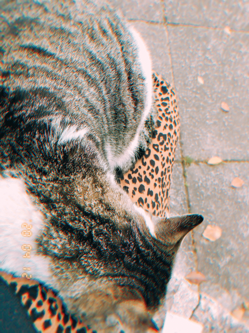 ジャスミンと猫と血 黄ウニ Note