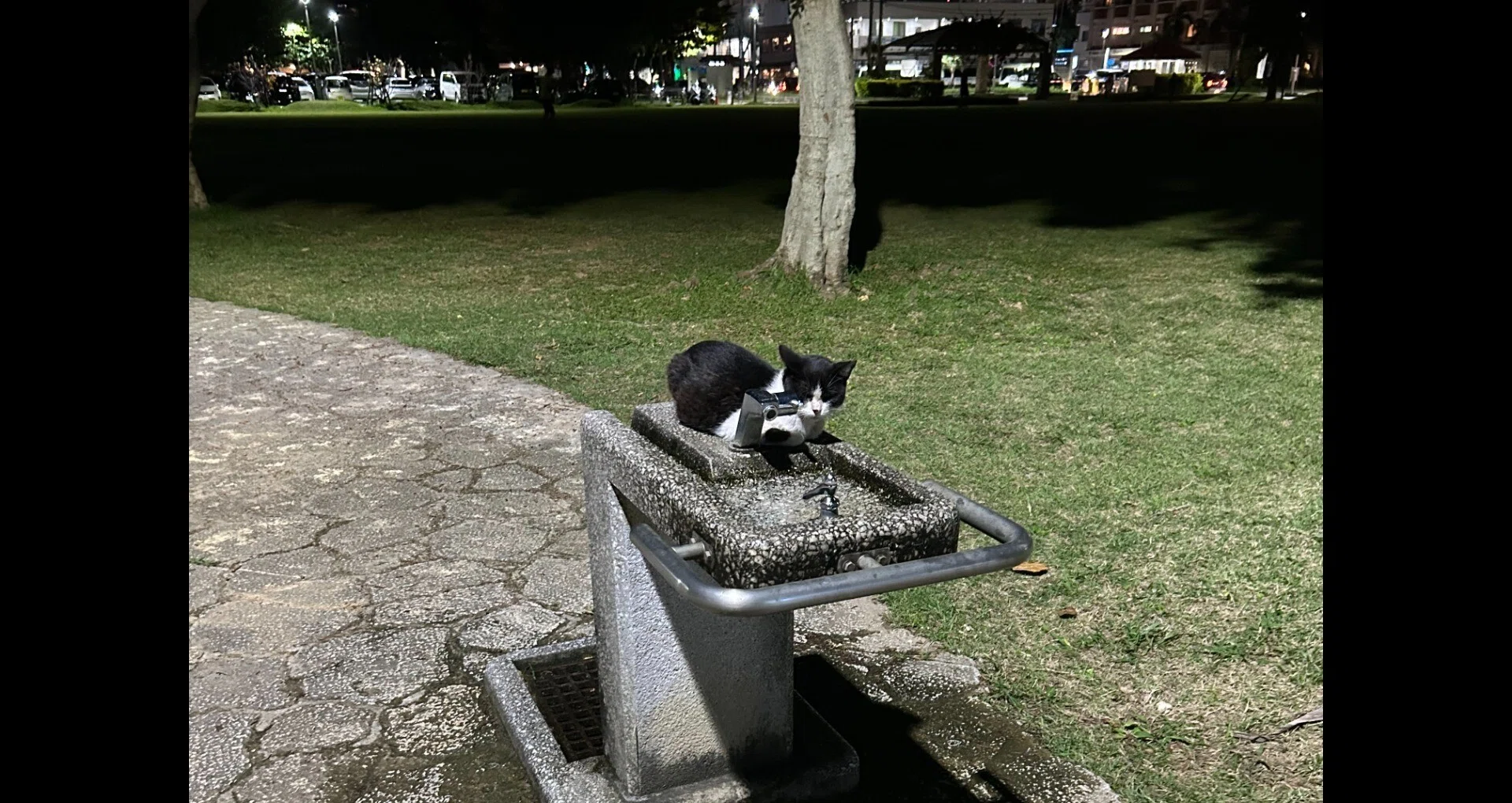 仮猫田休の自由闊達｜仮猫田 休｜note