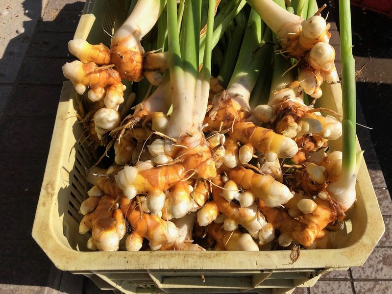 ３私がウコンをつくる2つの理由 その２ スーパーウコン爺の生き様 たなかみお Note