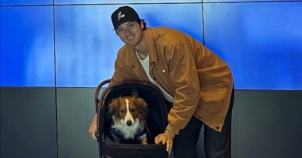 大谷さんがコーイケルホンディエを飼った意味｜ヤンチyanch