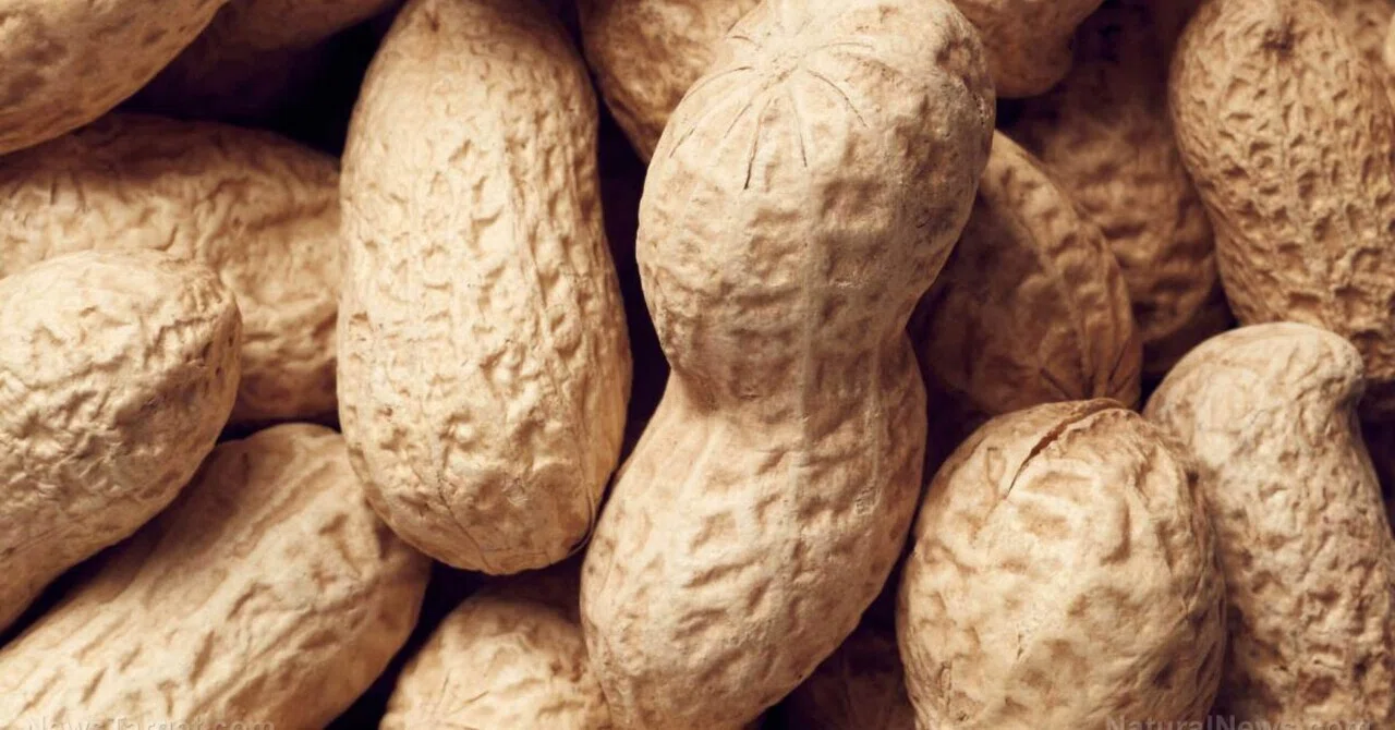 最新｜新しい研究によると、ピーナッツを食べると記憶力が向上し、脳への血流が促進されることが判明した。