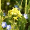❇︎菜の花日記❇︎