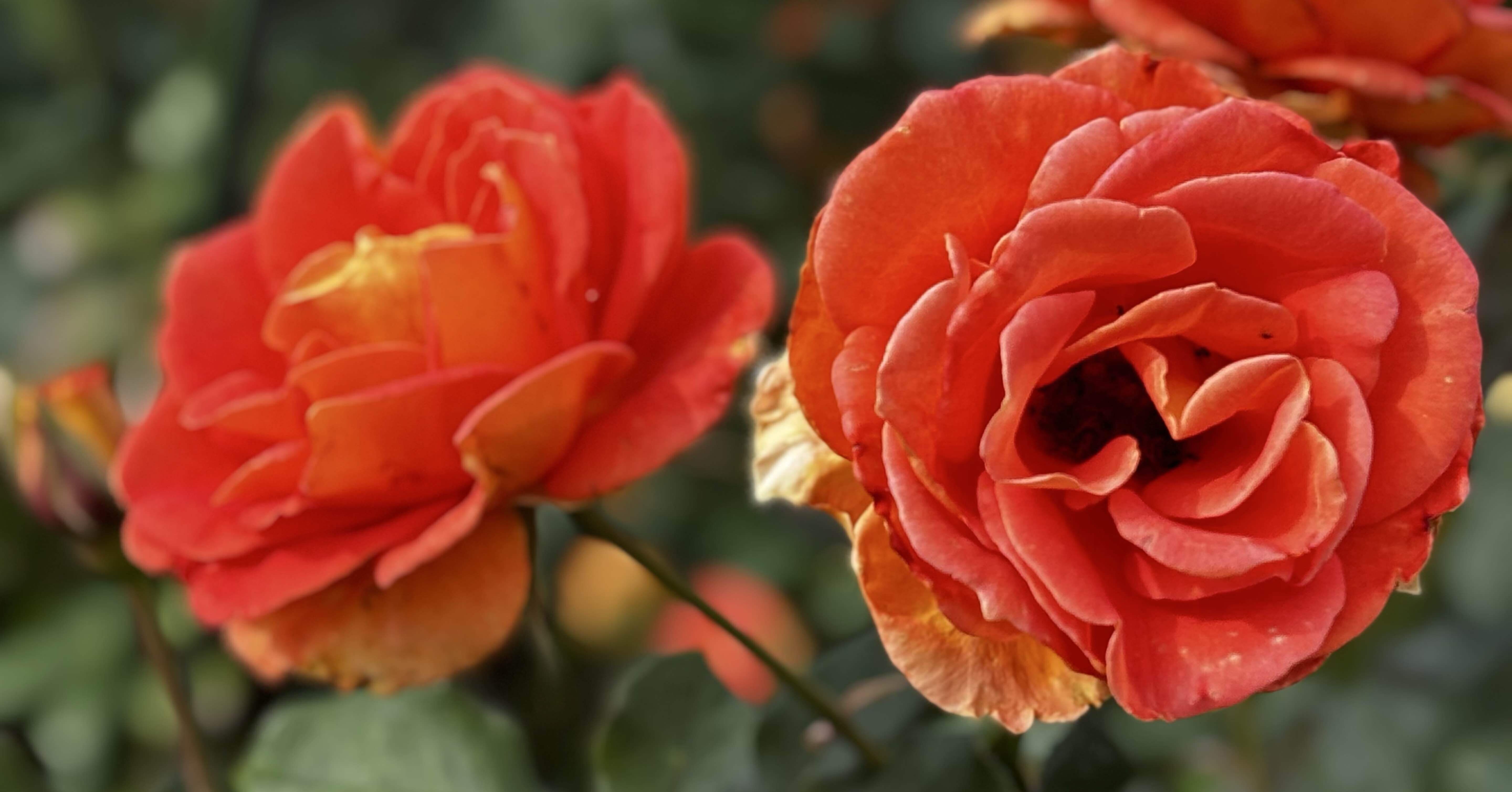 秋薔薇(2025.11.1)｜椎名