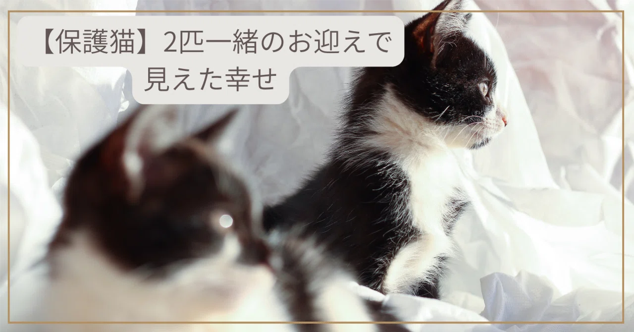 猫お迎えセット画像2 【公式通販】